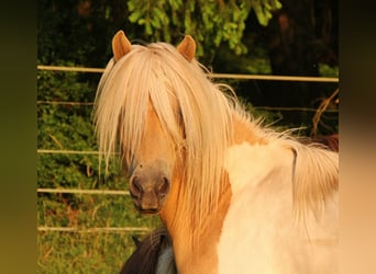 Islandpferd, Stute, 7 Jahre, 138 cm, Schecke