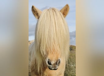 Islandpferd, Stute, 7 Jahre, 138 cm, Schecke