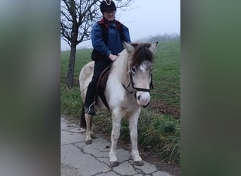 Islandpferd, Stute, 7 Jahre, 139 cm, Schecke