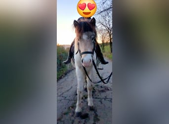 Islandpferd, Stute, 7 Jahre, 139 cm, Schecke