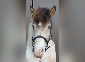 Islandpferd, Stute, 7 Jahre, 139 cm, Schecke