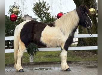 Islandpferd, Stute, 7 Jahre, 139 cm, Schecke