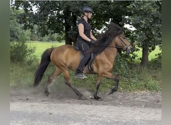 Islandpferd, Stute, 7 Jahre, 140 cm, Brauner