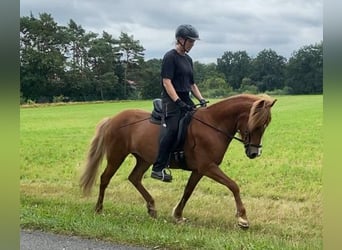 Islandpferd, Stute, 7 Jahre, 140 cm, Fuchs