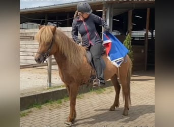 Islandpferd, Stute, 7 Jahre, 140 cm, Fuchs