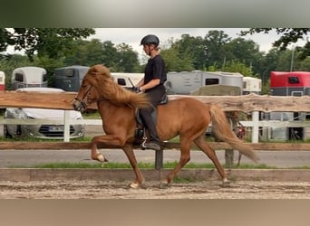 Islandpferd, Stute, 7 Jahre, 140 cm, Fuchs