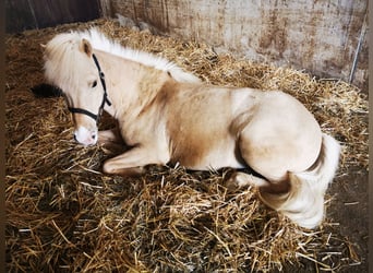 Islandpferd, Stute, 7 Jahre, 140 cm, Palomino