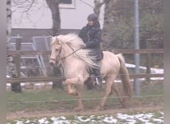 Islandpferd, Stute, 7 Jahre, 140 cm, Palomino