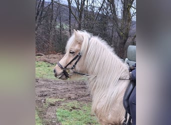 Islandpferd, Stute, 7 Jahre, 140 cm, Palomino