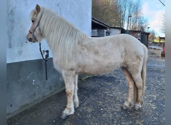 Islandpferd, Stute, 7 Jahre, 140 cm, Palomino