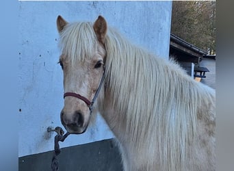 Islandpferd, Stute, 7 Jahre, 140 cm, Palomino