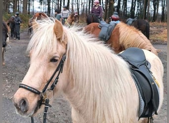 Islandpferd, Stute, 7 Jahre, 140 cm, Palomino