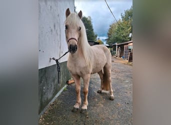 Islandpferd, Stute, 7 Jahre, 140 cm, Palomino