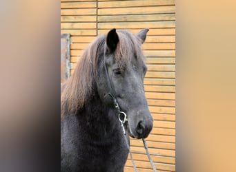 Islandpferd, Stute, 7 Jahre, 140 cm, Rappe