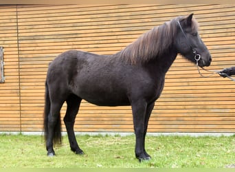 Islandpferd, Stute, 7 Jahre, 140 cm, Rappe