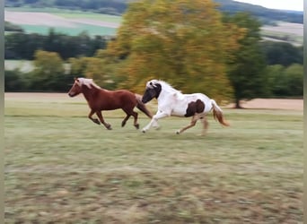 Islandpferd, Stute, 7 Jahre, 140 cm, Schecke