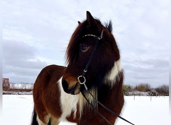 Islandpferd, Stute, 7 Jahre, 140 cm, Schecke