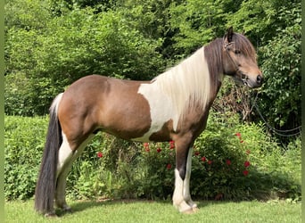 Islandpferd, Stute, 7 Jahre, 140 cm, Schecke