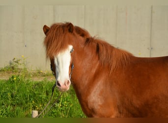 Islandpferd, Stute, 7 Jahre, 140 cm, Schecke
