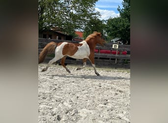 Islandpferd, Stute, 7 Jahre, 140 cm, Schecke