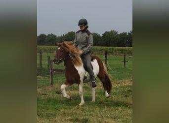 Islandpferd, Stute, 7 Jahre, 140 cm, Schecke