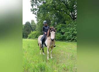 Islandpferd, Stute, 7 Jahre, 140 cm, Tobiano-alle-Farben