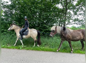 Islandpferd, Stute, 7 Jahre, 140 cm, Tobiano-alle-Farben