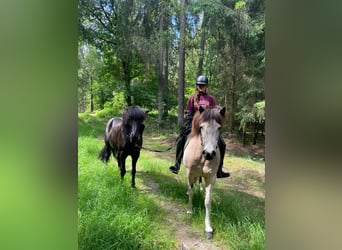 Islandpferd, Stute, 7 Jahre, 140 cm, Tobiano-alle-Farben