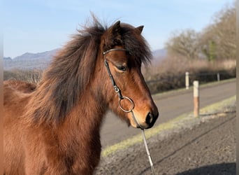 Islandpferd, Stute, 7 Jahre, 141 cm, Brauner