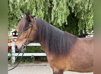 Islandpferd, Stute, 7 Jahre, 141 cm, Brauner