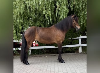 Islandpferd, Stute, 7 Jahre, 141 cm, Brauner