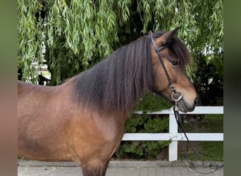 Islandpferd, Stute, 7 Jahre, 141 cm, Brauner