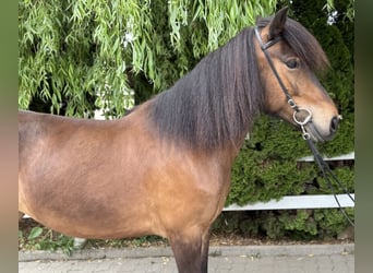 Islandpferd, Stute, 7 Jahre, 141 cm, Brauner