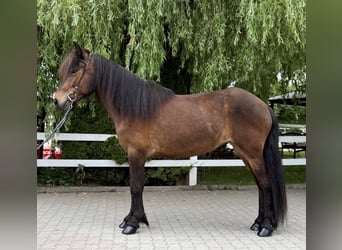 Islandpferd, Stute, 7 Jahre, 141 cm, Brauner
