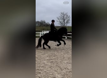 Islandpferd, Stute, 7 Jahre, 142 cm, Brauner