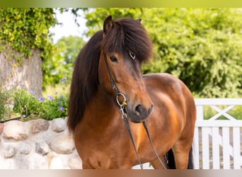 Islandpferd, Stute, 7 Jahre, 142 cm, Dunkelbrauner