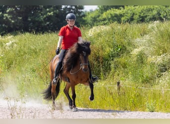 Islandpferd, Stute, 7 Jahre, 142 cm, Dunkelbrauner