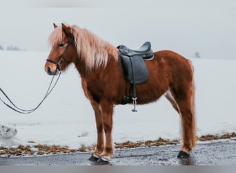 Islandpferd, Stute, 7 Jahre, 142 cm, Fuchs