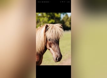 Islandpferd, Stute, 7 Jahre, 142 cm