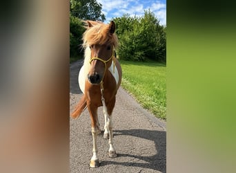 Islandpferd, Stute, 7 Jahre, 142 cm, Schecke