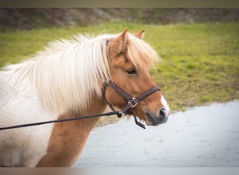 Islandpferd, Stute, 7 Jahre, 142 cm, Schecke