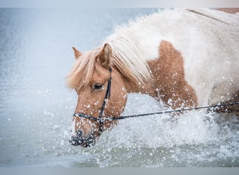 Islandpferd, Stute, 7 Jahre, 142 cm, Schecke