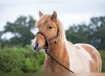 Islandpferd, Stute, 7 Jahre, 142 cm, Schecke