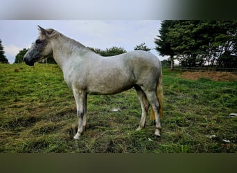 Islandpferd, Stute, 7 Jahre, 142 cm, Schimmel