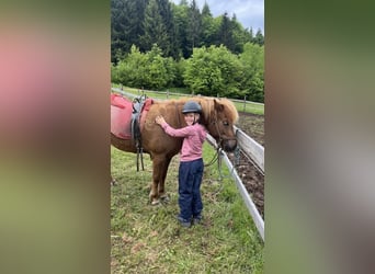 Islandpferd, Stute, 7 Jahre, 143 cm, Fuchs