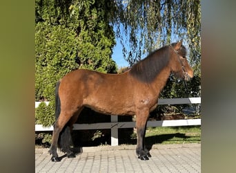 Islandpferd, Stute, 7 Jahre, 144 cm, Brauner