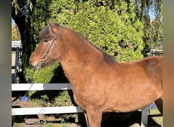 Islandpferd, Stute, 7 Jahre, 144 cm, Brauner