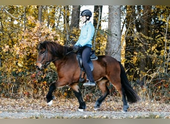Islandpferd, Stute, 7 Jahre, 145 cm, Brauner
