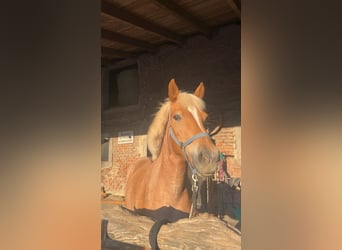 Islandpferd Mix, Stute, 7 Jahre, 145 cm, Palomino