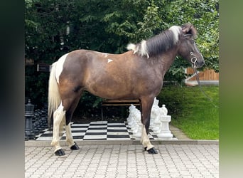 Islandpferd, Stute, 7 Jahre, 145 cm, Schecke
